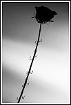 70-300 Sigma APO-3921.jpg
