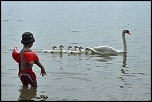 Besoin d aide-cygnes.jpg