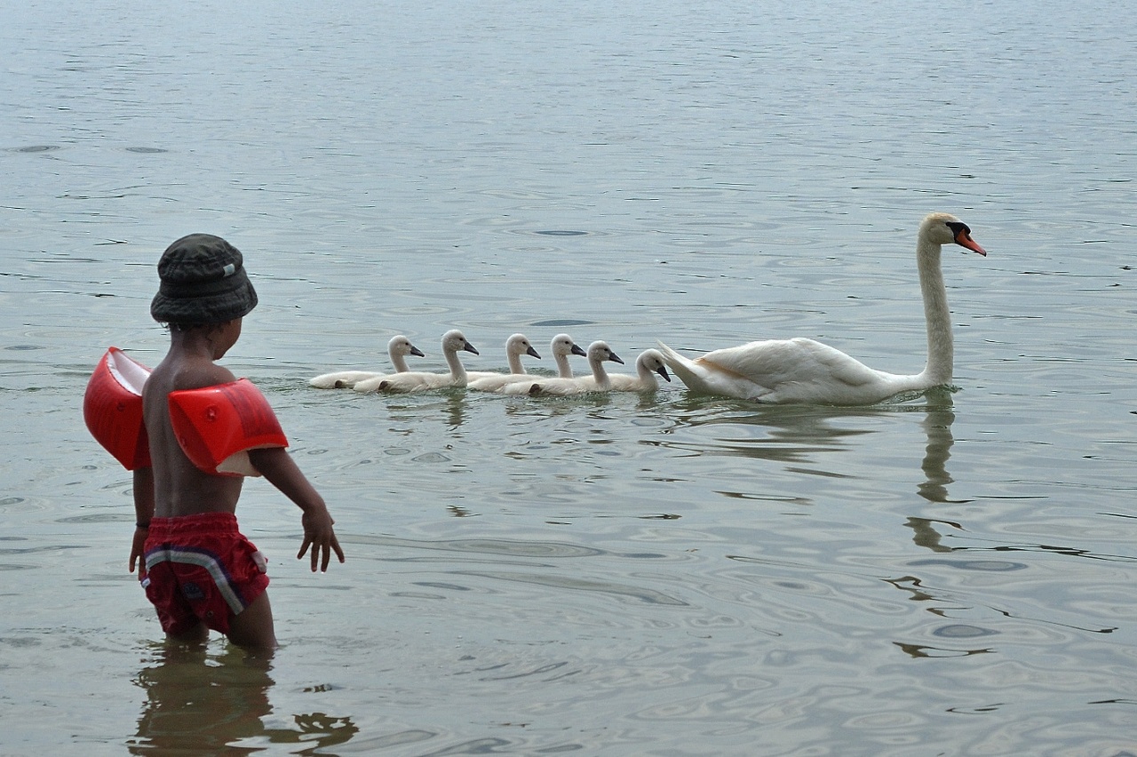 Besoin d aide-cygnes.jpg