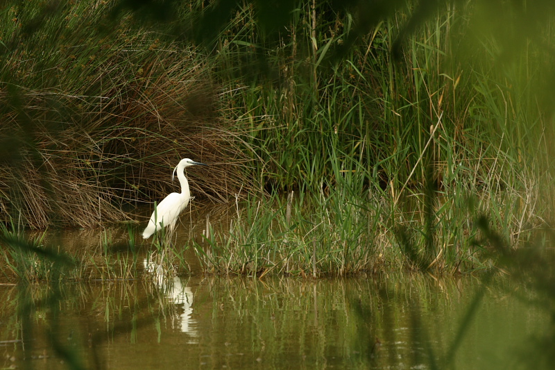 70-300 Sigma APO-356.jpg