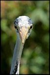 70-300 Sigma APO-357.jpg