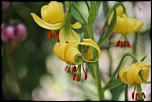 Flore de montagne