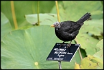 70-300 Sigma APO-358.jpg
