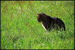 Chat chasseur de taupes