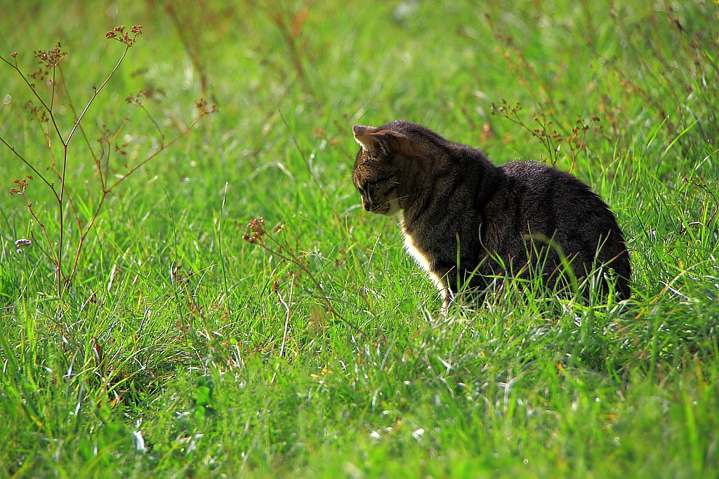 Chat chasseur de taupes