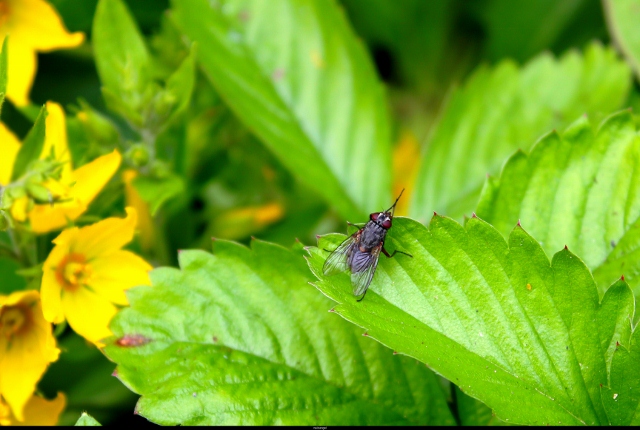 -insectes-jardin-4-juillet-2012-001-640x430-.jpg
