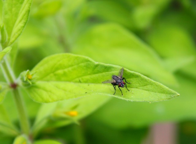 -insectes-jardin-4-juillet-2012-004-640x472-.jpg