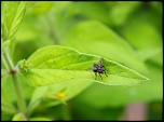 -insectes-jardin-4-juillet-2012-004-640x472-.jpg
