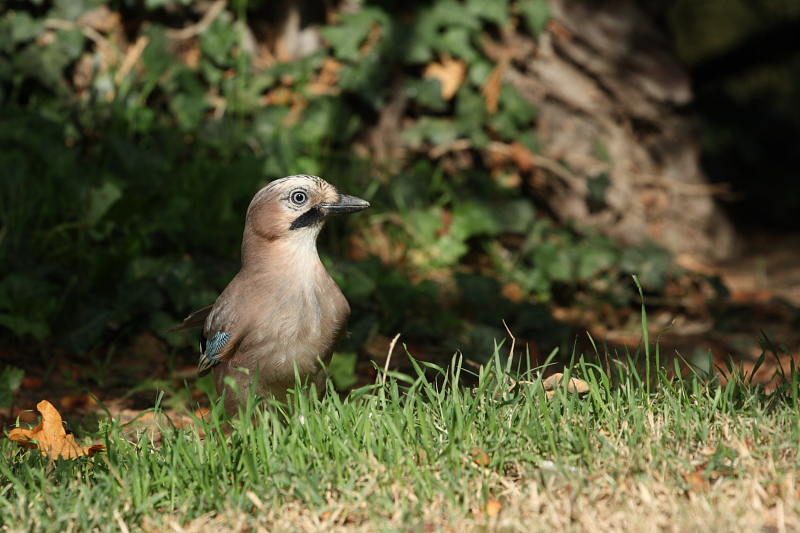 70-300 Sigma APO-360.jpg