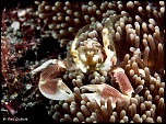 Tests d&#39;objectifs-crabe-porcelaine.jpg