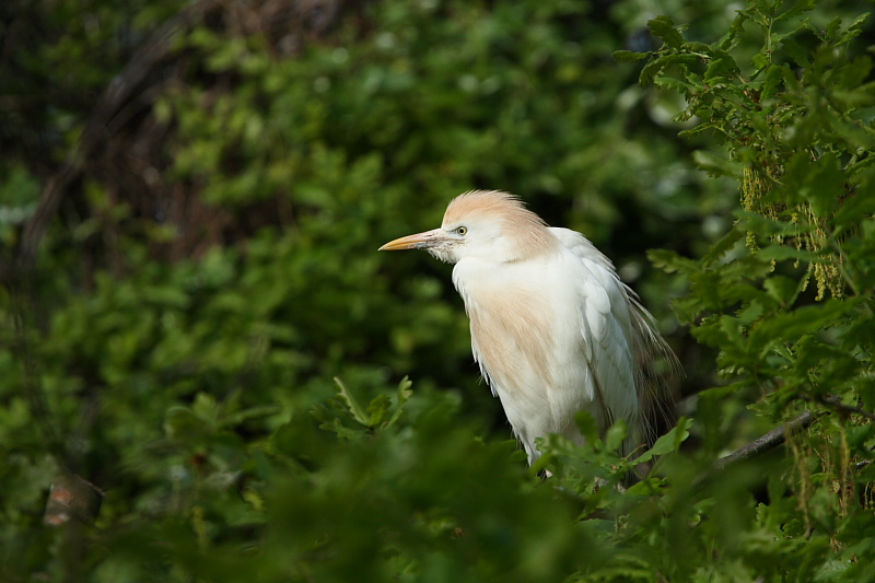 70-300 Sigma APO-361.jpg