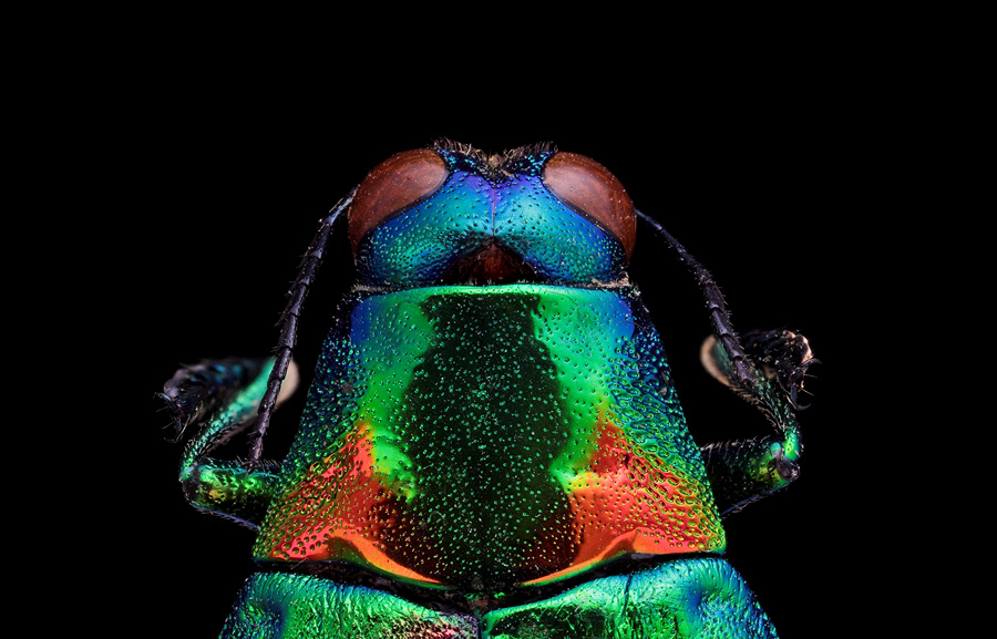 Nouveau Firmware-insecte-2-fini.jpg