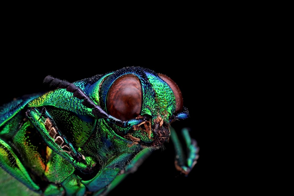 Nouveau Firmware-insecte-1.jpg