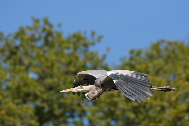 70-300 Sigma APO-362.jpg