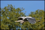 70-300 Sigma APO-362.jpg