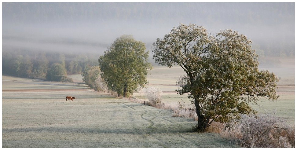 Petit matin givr