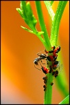 -img_8994.jpg