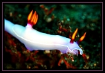 Firmware-4139.jpg