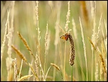 Mon premier diffuseur-20120718-img_8490.jpg