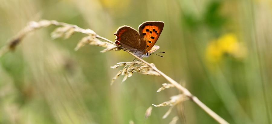 Mon premier diffuseur-20120718-img_8501.jpg