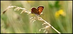 Mon premier diffuseur-20120718-img_8501.jpg