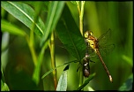 Mon premier diffuseur-20120718-img_8579.jpg