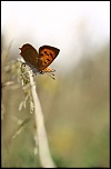 Mon premier diffuseur-20120718-img_8505.jpg