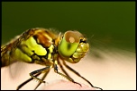 Mon premier diffuseur-20120718-img_8471.jpg