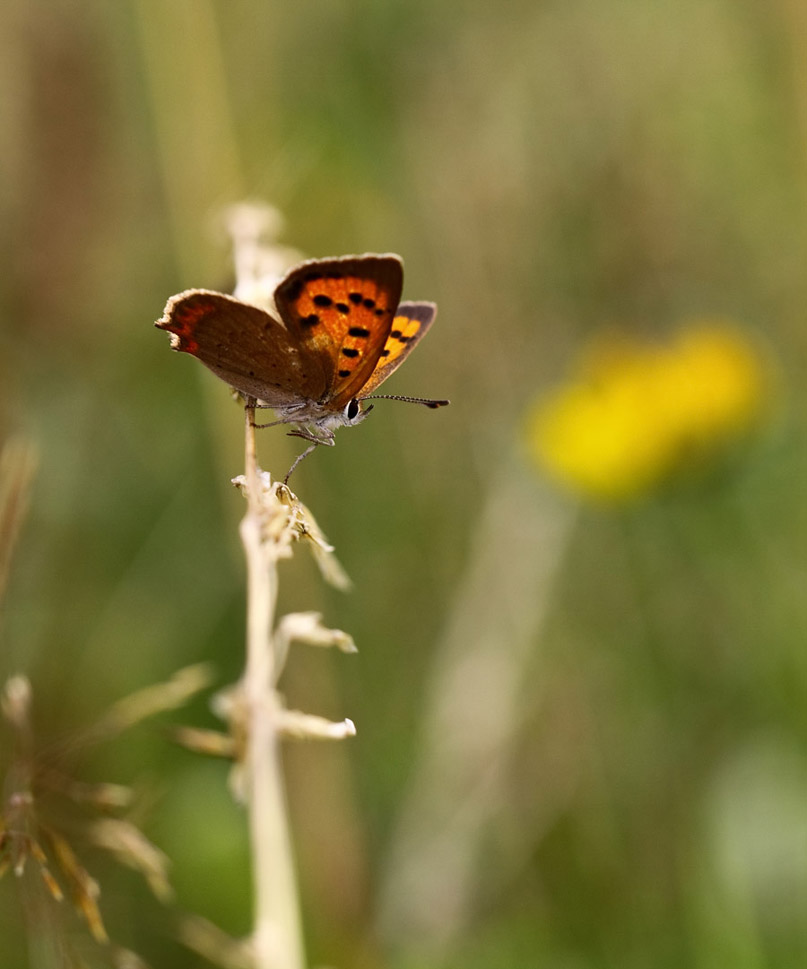 Mon premier diffuseur-20120718-img_8508.jpg