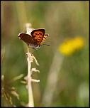 Mon premier diffuseur-20120718-img_8508.jpg