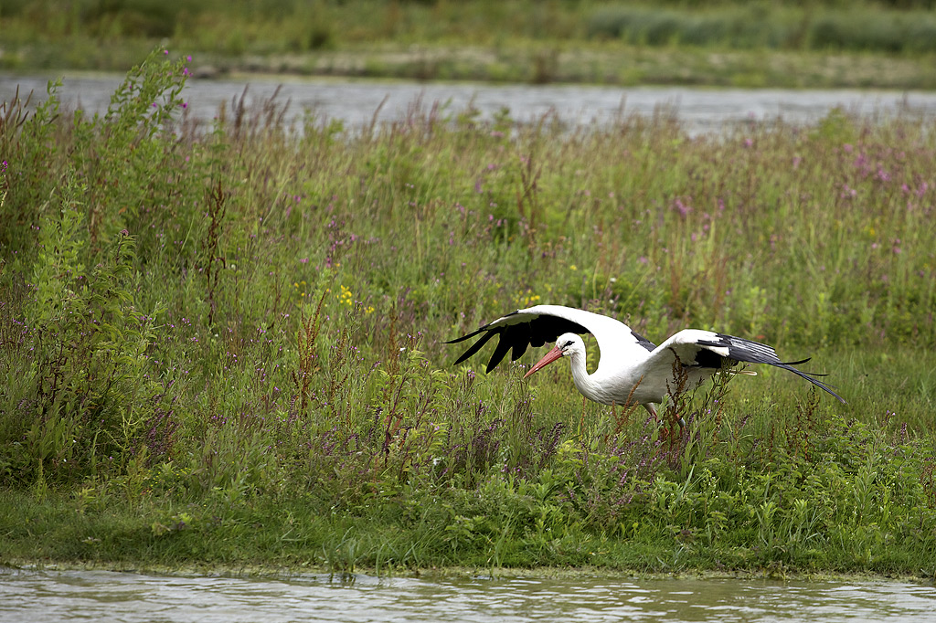 -cigogne.jpg