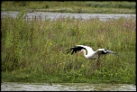 -cigogne.jpg