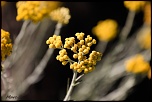 -img_8290.jpg