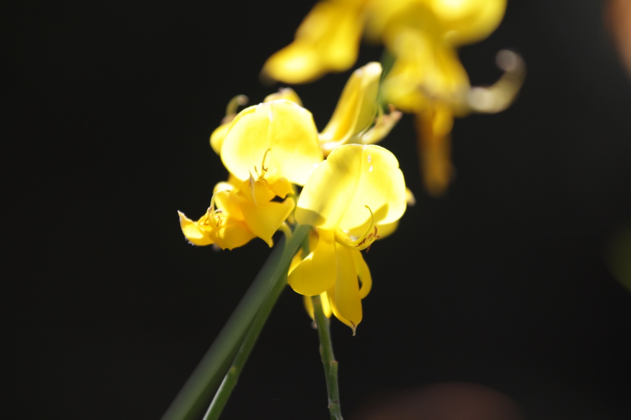 -img_7921.jpg