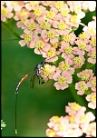 -img_9774.jpg