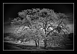Remerciement-jlyou-b-1085.jpg