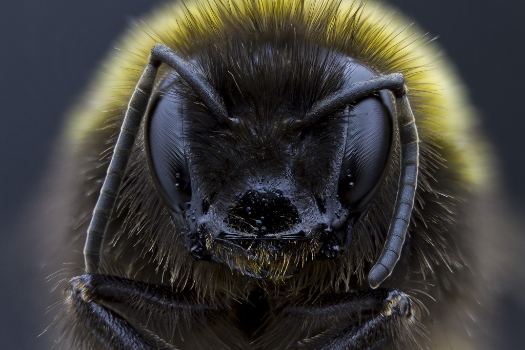 -bombus-terrestris-2.jpg