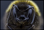 -bombus-terrestris-2.jpg