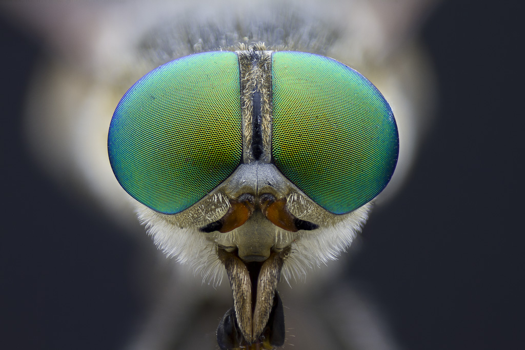 -tabanus-bovinus.jpg