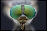 -tabanus-bovinus.jpg