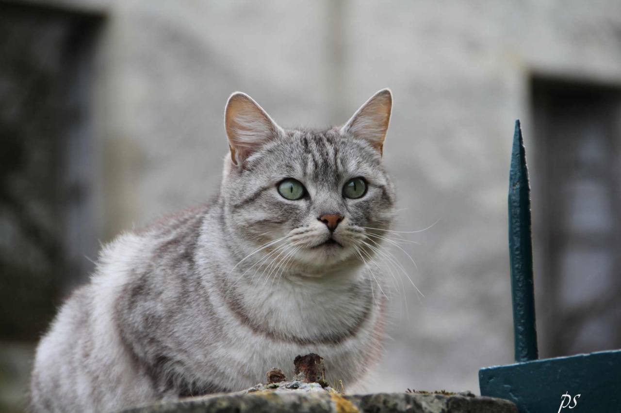 chat qui pose