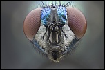 -lucilia-serinata-2.jpg