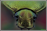 -cetonia-aurata-2.jpg