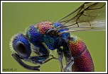 -hedychrum-rutilans-1.jpg