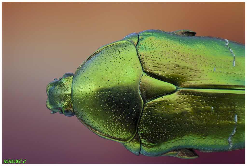 -cetonia-aurata-1.jpg