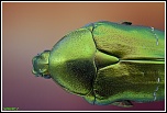 -cetonia-aurata-1.jpg