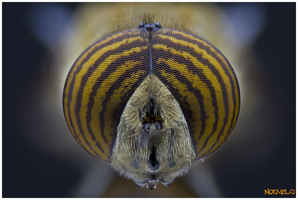 -eristalinus-taeniops.jpg