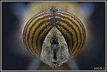 -eristalinus-taeniops.jpg
