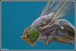 -chaetorellia-acrolophi.jpg