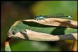 Au paradis des insectes